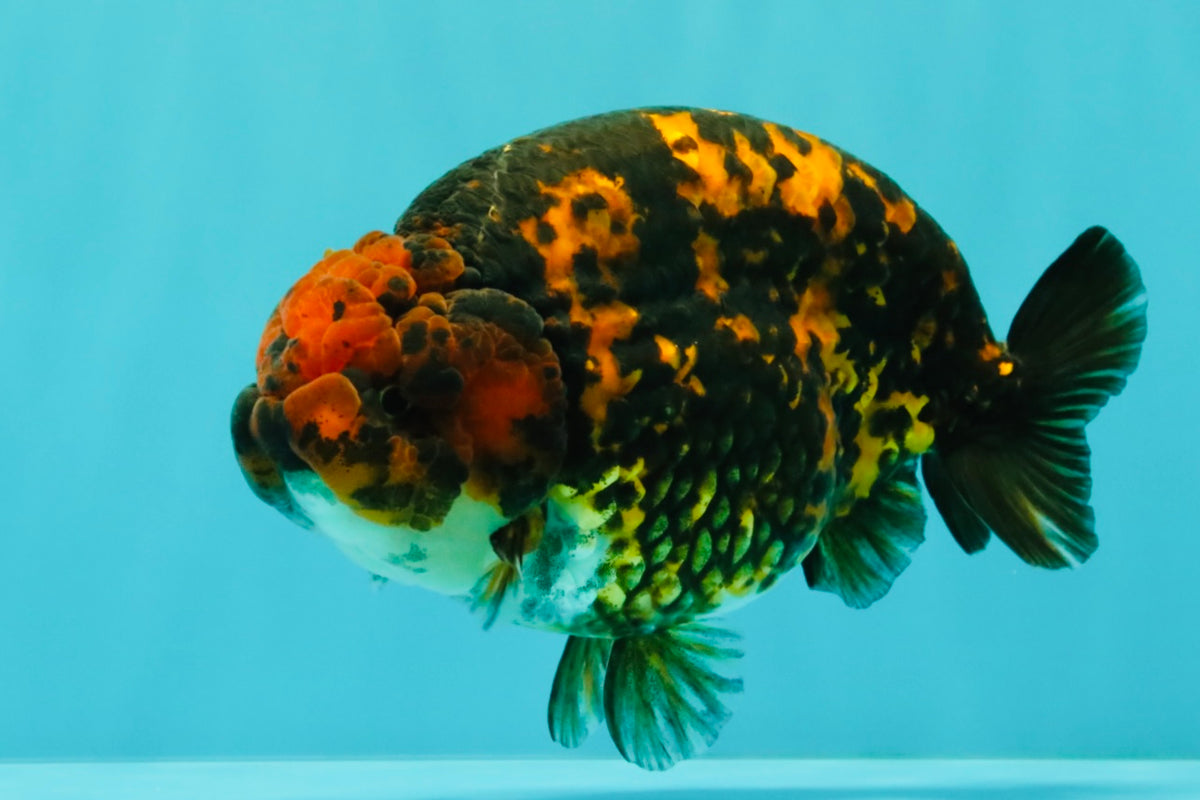 CHUBBY AAA Grade Tiger Ranchu Male 5.5-6 inches #101626RC_27