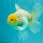 A Grade Strong Body Structure White Oranda Male 5.5-6 inches #062626OR_24