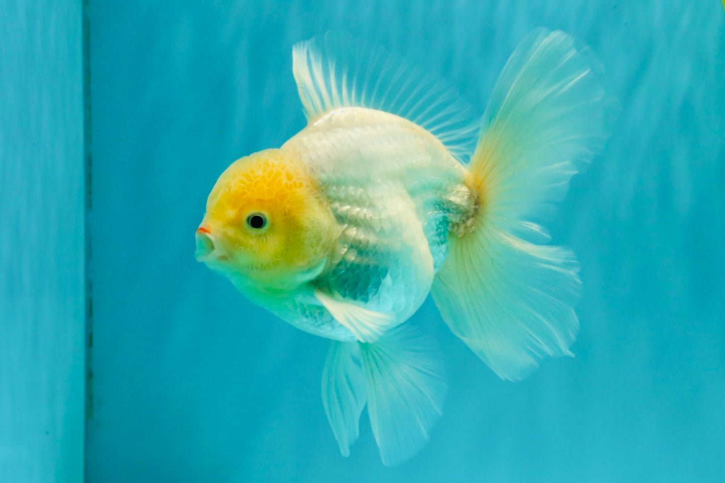 A Grade Strong Body Structure White Oranda Male 5.5-6 inches #062626OR_24