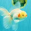 A Grade Lipsticks Red White Oranda Male 6 inches #101626OR_04