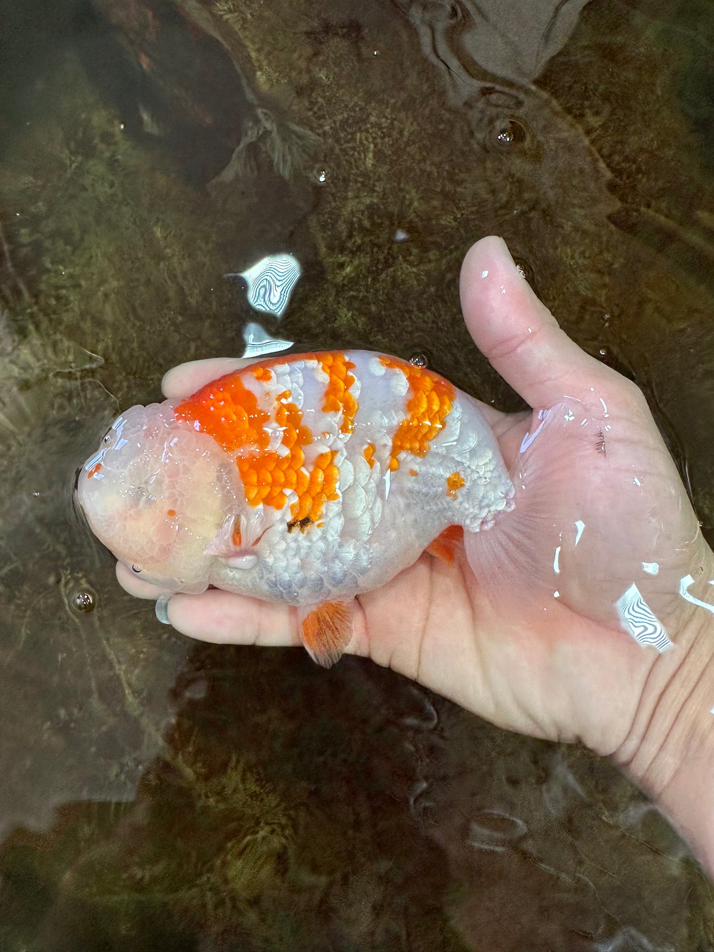 AAA Grade FANCY Kohaku Sakura LionKing 5.5 inches #100325LC_08