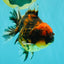 A Grade Tiger Oranda Male 5-5.5 inches #090426OR_06