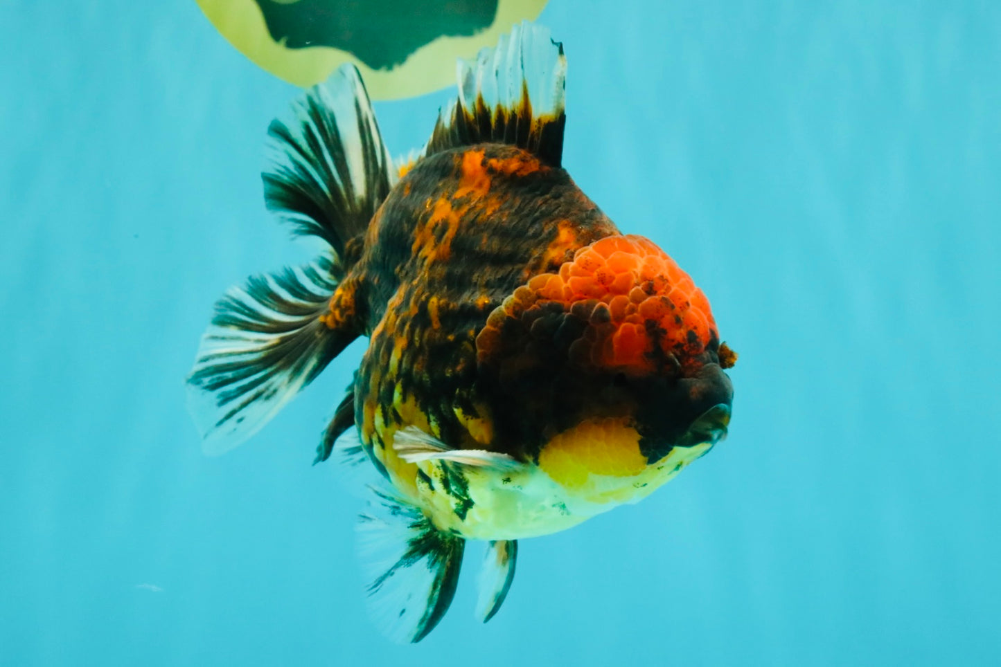 A Grade Tiger Oranda Male 5-5.5 inches #090426OR_06