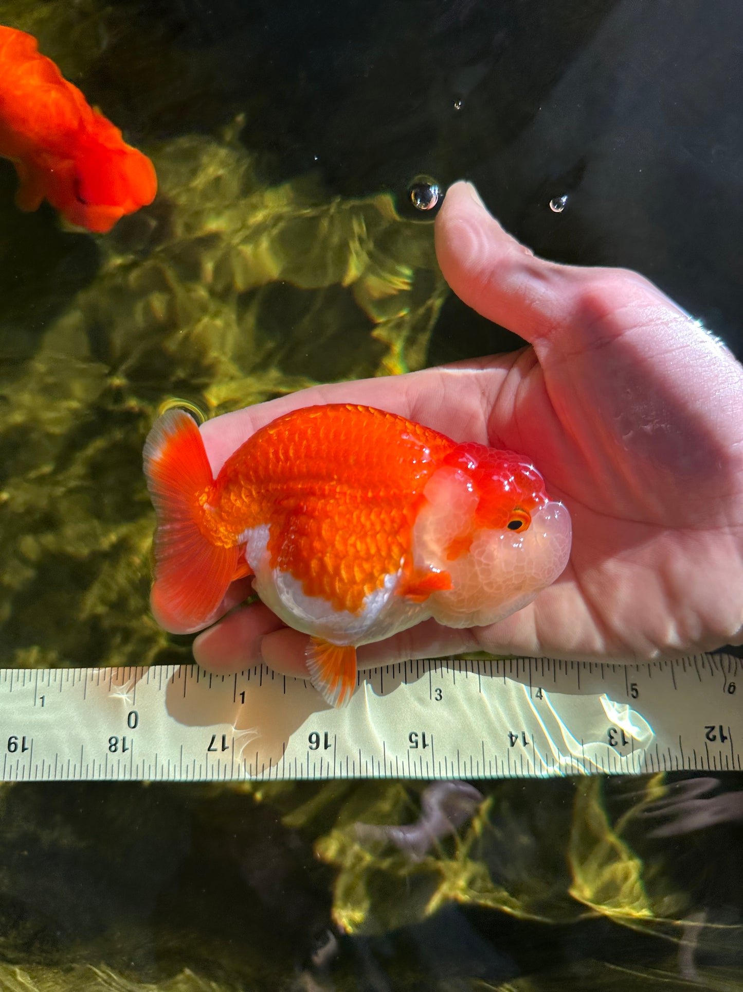 AAA Grade Peekaboo Red White LionQueen 4-4.5 inches #050925LC_15