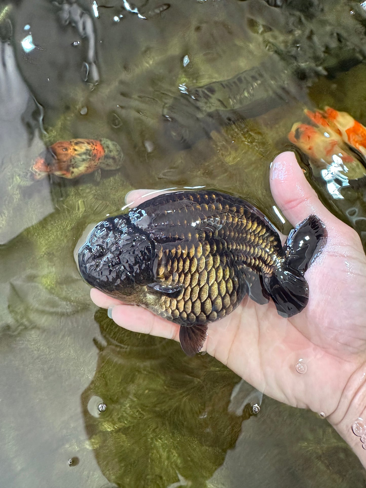 AAA Grade RARE Strong Body Structure Godzilla Black LionQueen 5 inches #051625LC_07