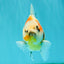 A Grade Sanke Oranda Male 4.5-5 inches #082126OR_25