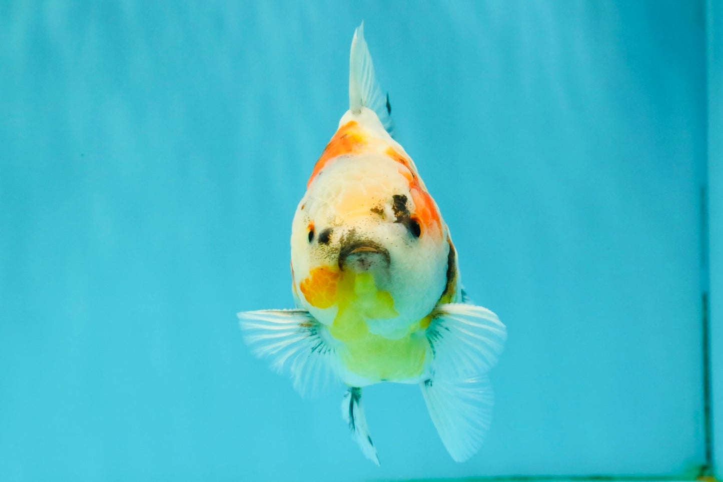A Grade Sanke Oranda Male 4.5-5 inches #082126OR_25