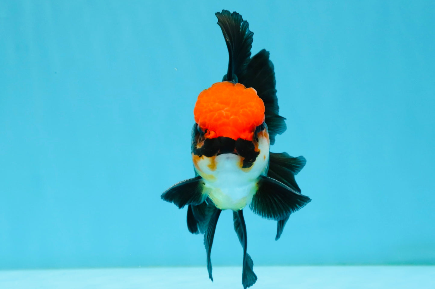MUSTACHE A Grade Tricolor Oranda Male 5-5.5 inches #032726OR_11