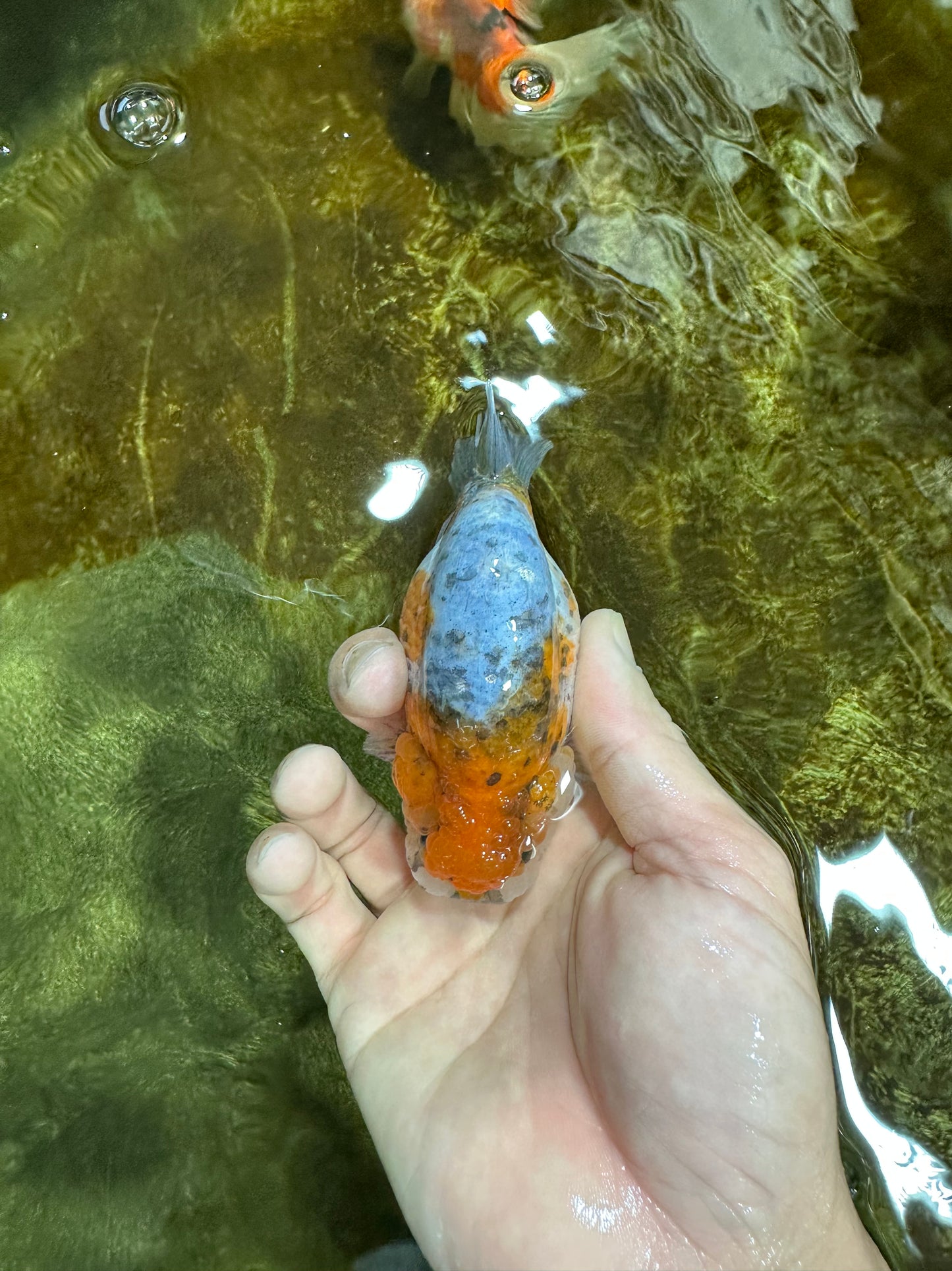 A Grade Calico LionQueen 4 inches #060625LC_05