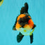 CHUBBY A Grade Apache Oranda Female 6 inches #071726OR_17