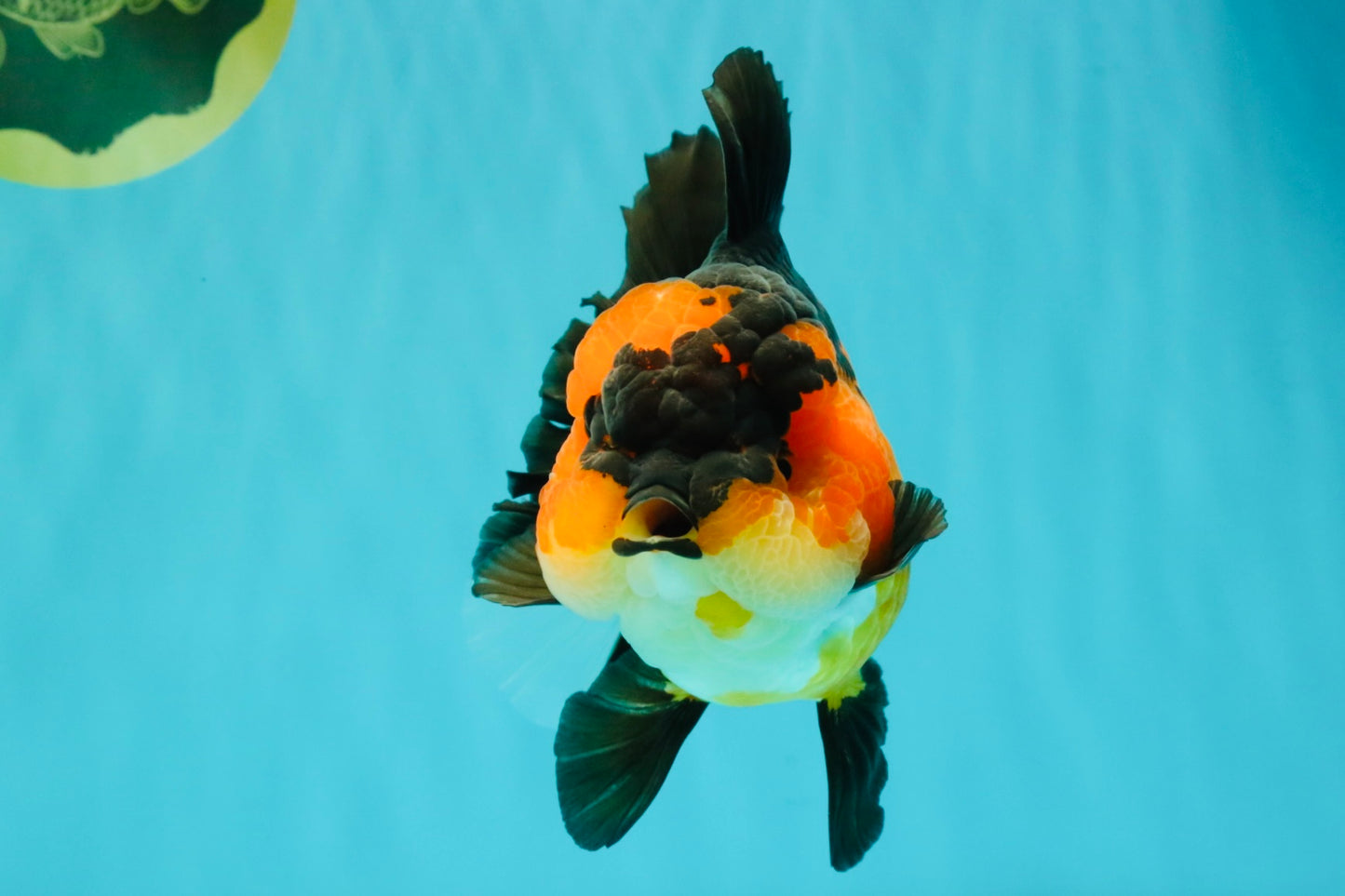 CHUBBY A Grade Apache Oranda Female 6 inches #071726OR_17