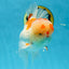 AAA JUMBO Grade Red White Oranda Male 6.5 inches #051625OR_33
