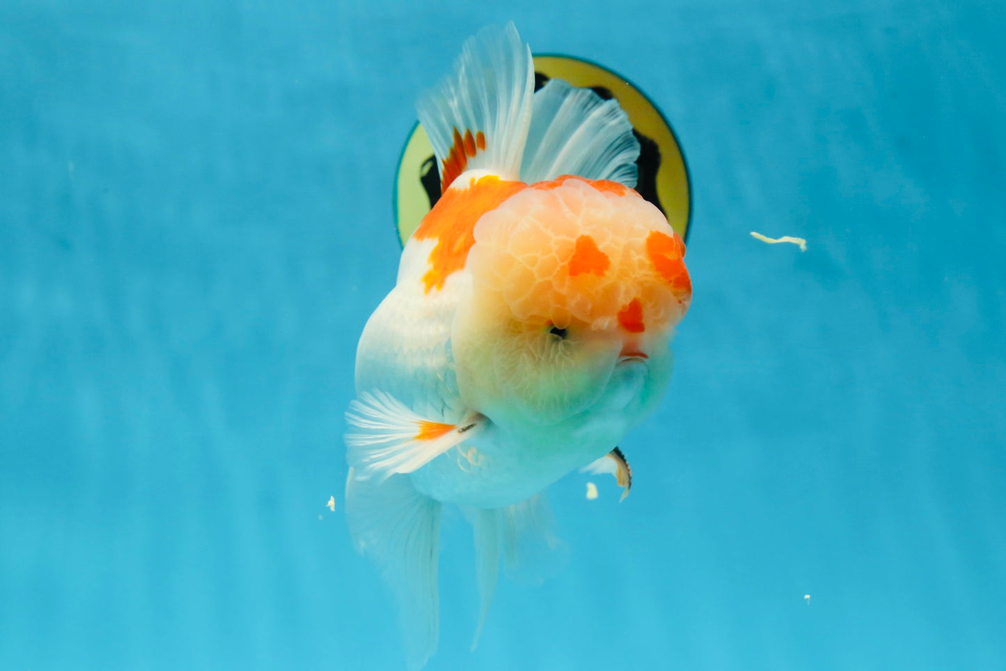 AAA JUMBO Grade Red White Oranda Male 6.5 inches #051625OR_33