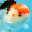 A Grade Tricolor Gem Oranda Male 5-5.5 inches #020725OR_29