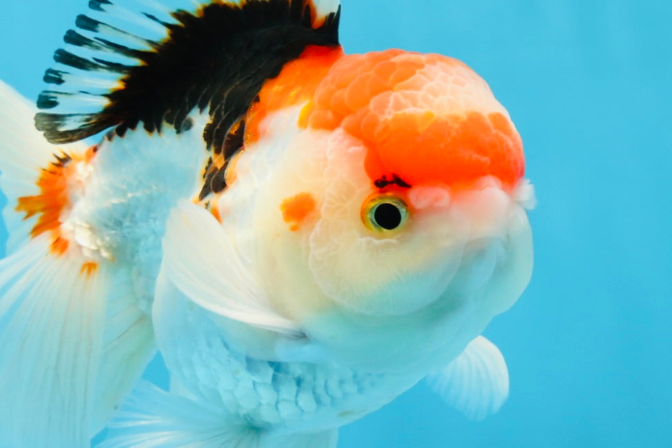 A Grade Tricolor Gem Oranda Male 5-5.5 inches #020725OR_29