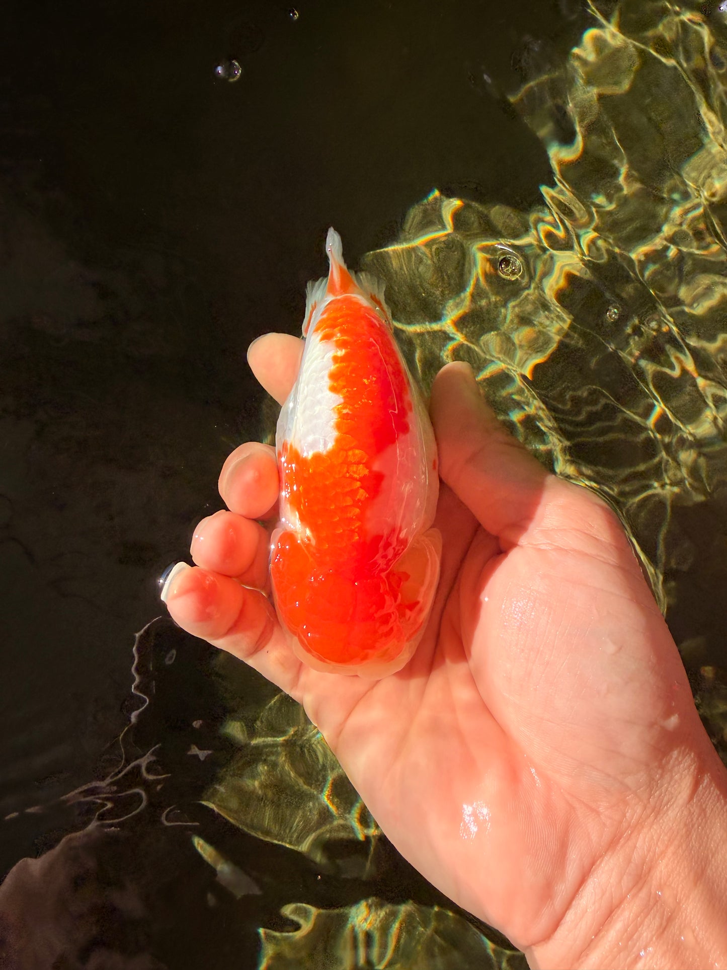 AAA Grade Dragon Head Kohaku Red White LionKing 4-4.5 inches #022726LC_29