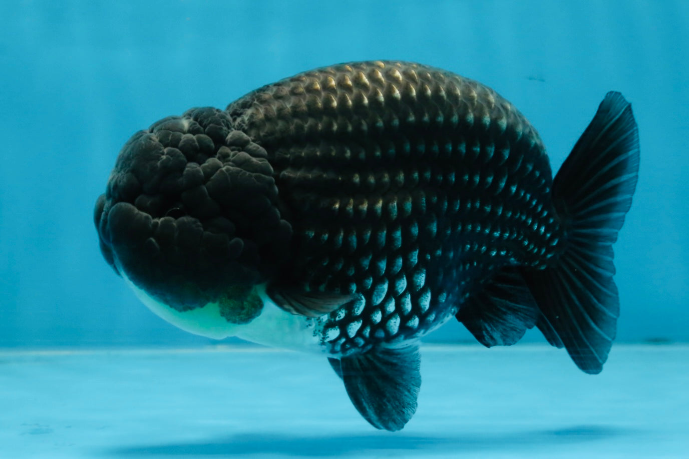 A Grade Black Blue LionKing 5 inches #103125LC_12