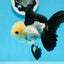 AAA Grade Panda Button Eyes Oranda Male 5 inches #0913OR_08