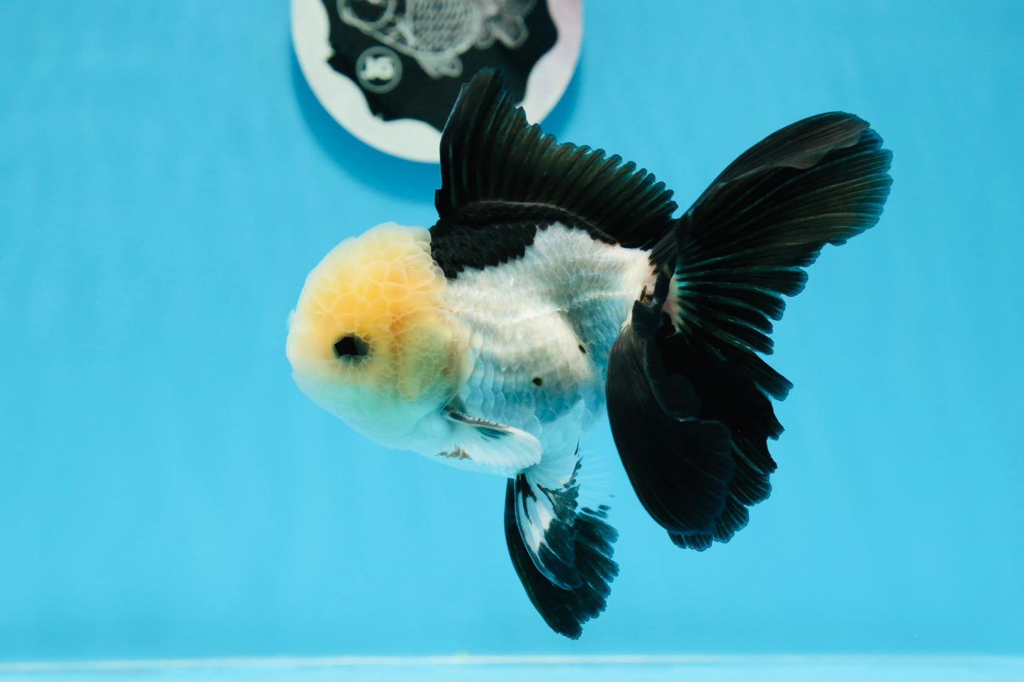 AAA Grade Panda Button Eyes Oranda Male 5 inches #0913OR_08