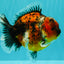 UNIQUE AAA Grade Tiger Yuanbao Male 5-5.5 inches #100926YB_01