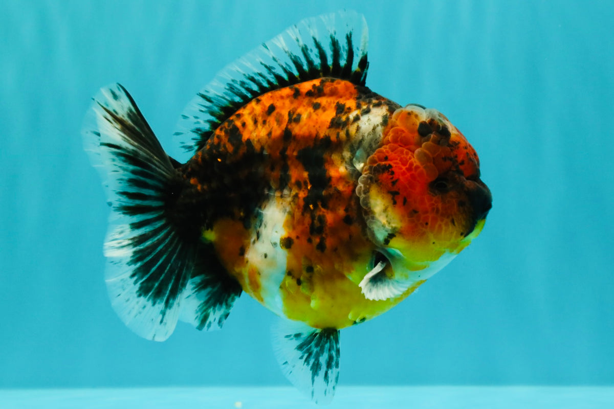 UNIQUE AAA Grade Tiger Yuanbao Male 5-5.5 inches #100926YB_01