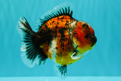 UNIQUE AAA Grade Tiger Yuanbao Male 5-5.5 inches #100926YB_01