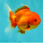 Red Cherry Oranda Female 5 inches #061926OR_14