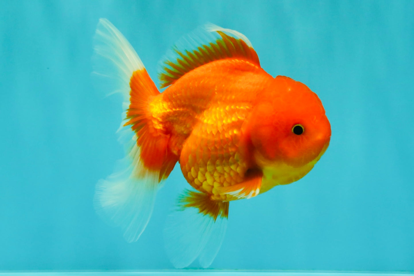Red Cherry Oranda Female 5 inches #061926OR_14