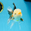 Tricolor Oranda Male 5 inches #091925OR_05