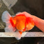 AAA Grade Super Red White Oranda Male 7.5-8 inches #061926OR_03