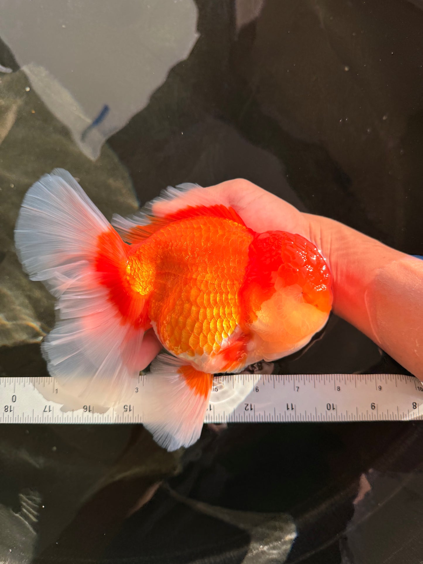 AAA Grade Super Red White Oranda Male 7.5-8 inches #061926OR_03