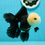 Unique AAA Grade Panda Cute Wen Button Eyes Oranda Male 4.5 inches #1004OR_39