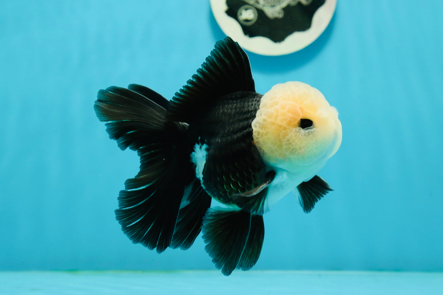 Unique AAA Grade Panda Cute Wen Button Eyes Oranda Male 4.5 inches #1004OR_39