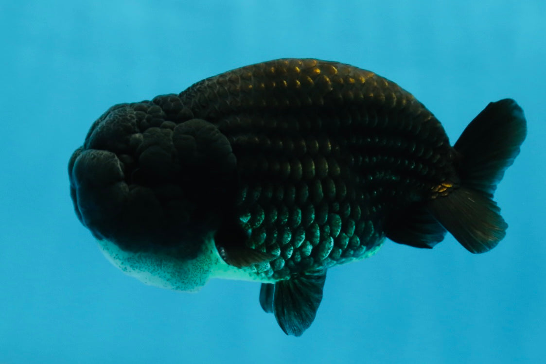 A Grade BIG WEN Black LionKing 4-4.5 inches #062025LC_09