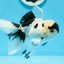 🐼 Panda Oranda Male 5 inches #0726OR_03