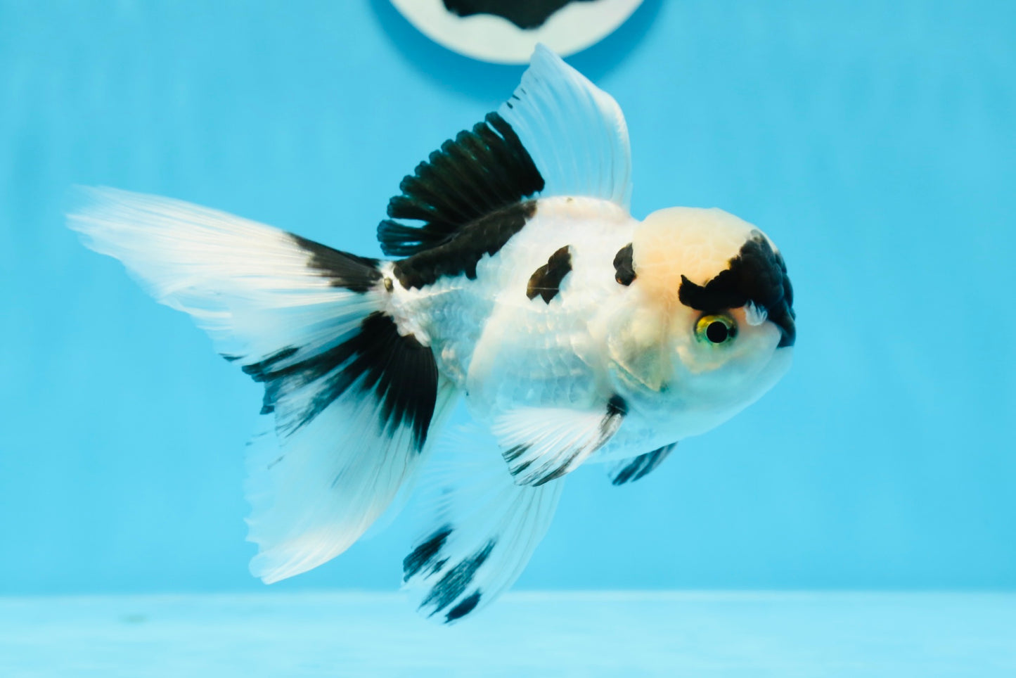 🐼 Panda Oranda Male 5 inches #0726OR_03