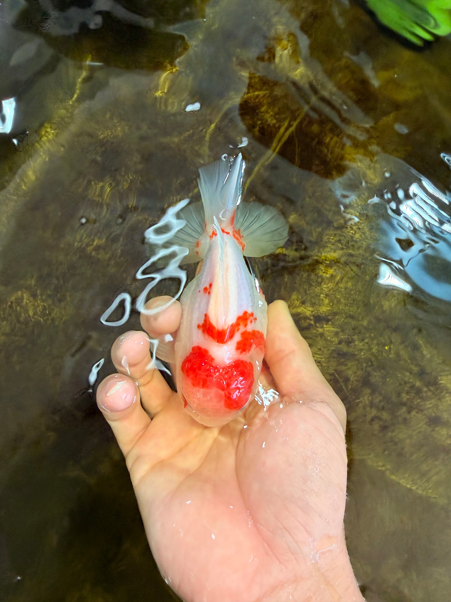 AAA Grade Sakura Kohaku Yuanbao Male 4.5 inches #101025YB_30