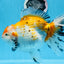 Oranda tricolor hembra de tamaño grande, grado A, 7,5 pulgadas, n.º 0706OR_09