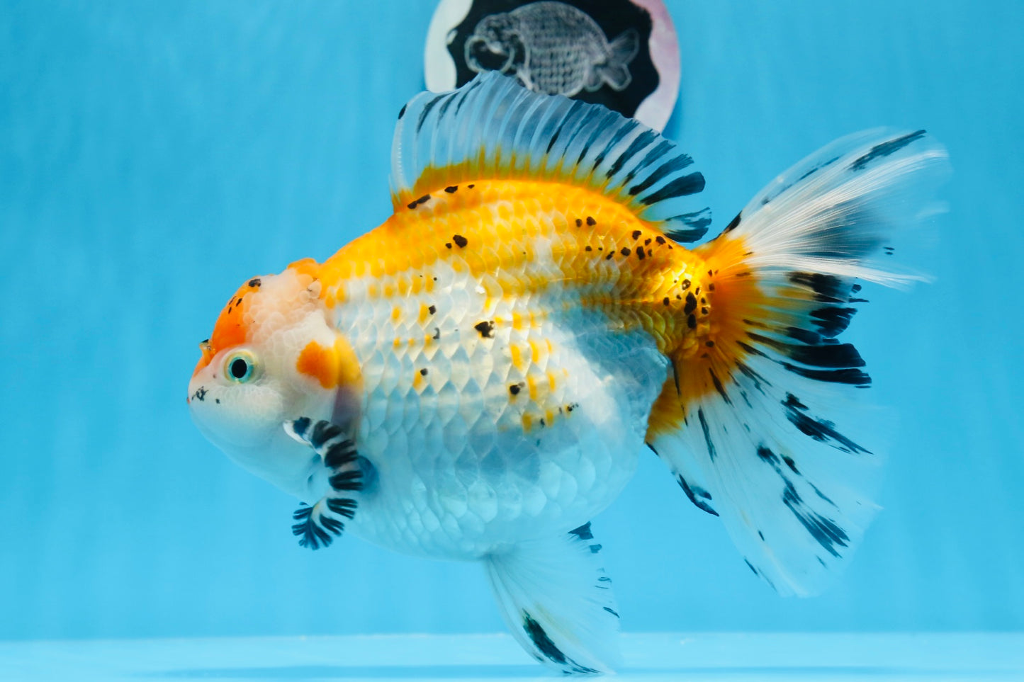 Oranda tricolor hembra de tamaño grande, grado A, 7,5 pulgadas, n.º 0706OR_09