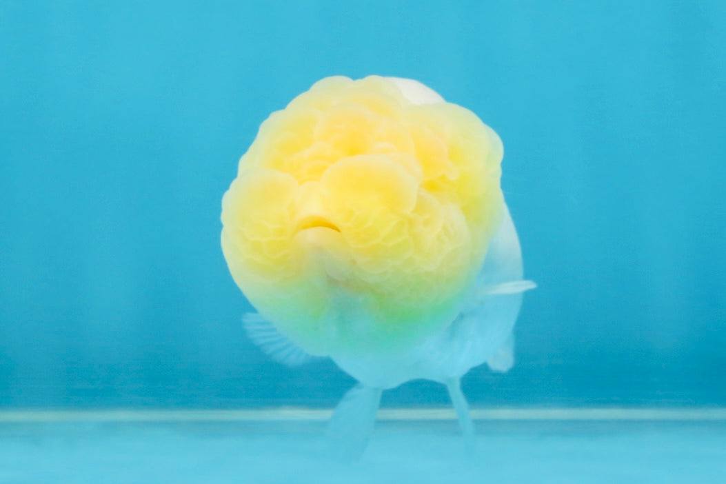 Snow White Lionchu Female 3.5 inches #121925LC_03