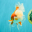 A Grade Jade Head Red White Oranda Male 5.5 inches #102326OR_07
