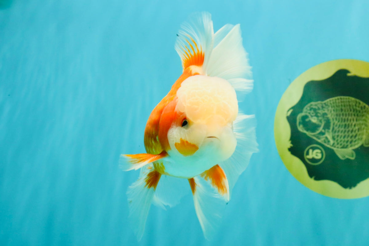 A Grade Jade Head Red White Oranda Male 5.5 inches #102326OR_07