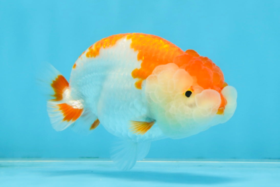 SUPER CUTE AAA Grade Red White LionQueen 4  inches #102425LC_14