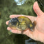 Black Copper Lionchu Female 4 inches #081426LC_26