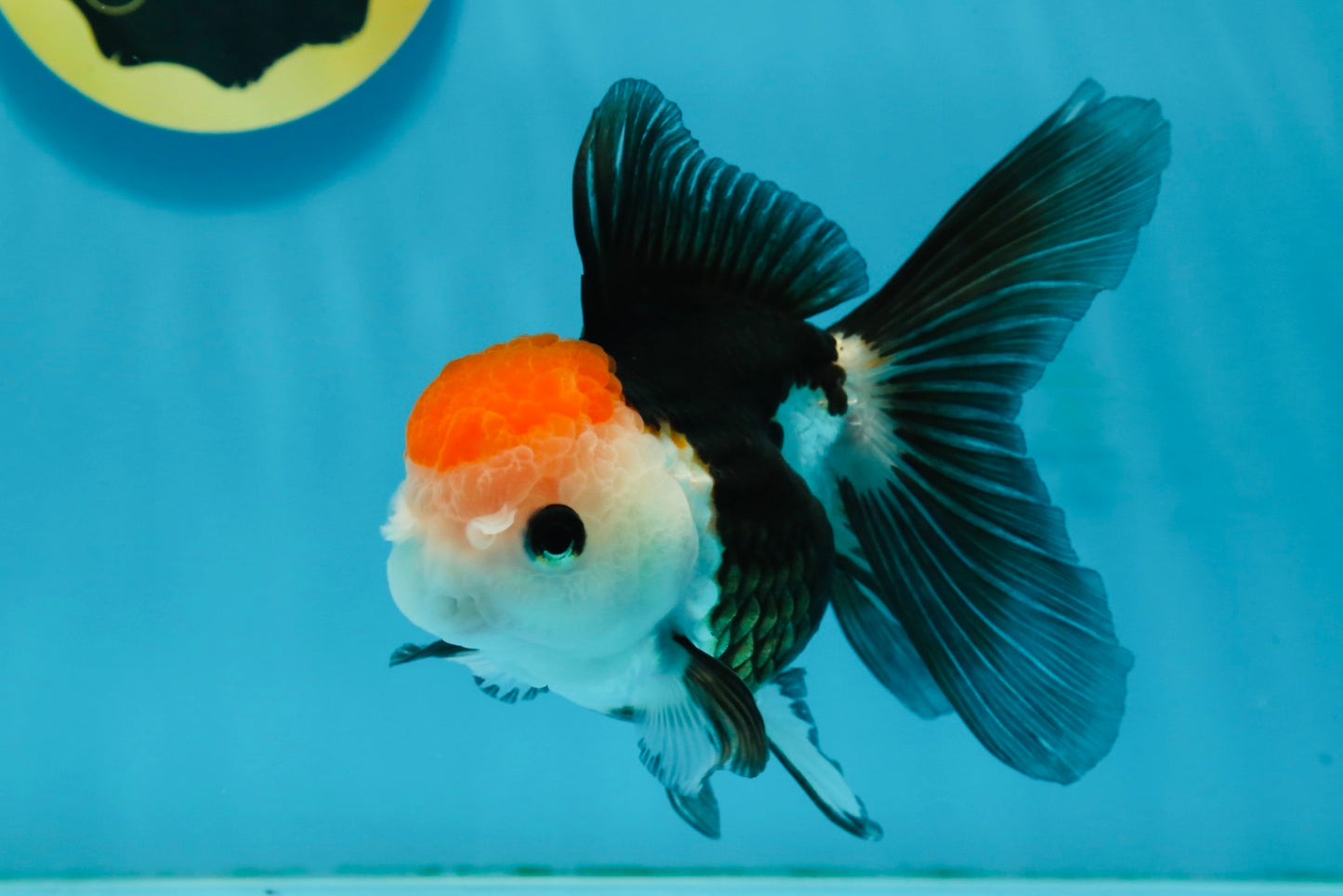 Tricolor Button Eyes Oranda Female 5 inches #121324OR_19