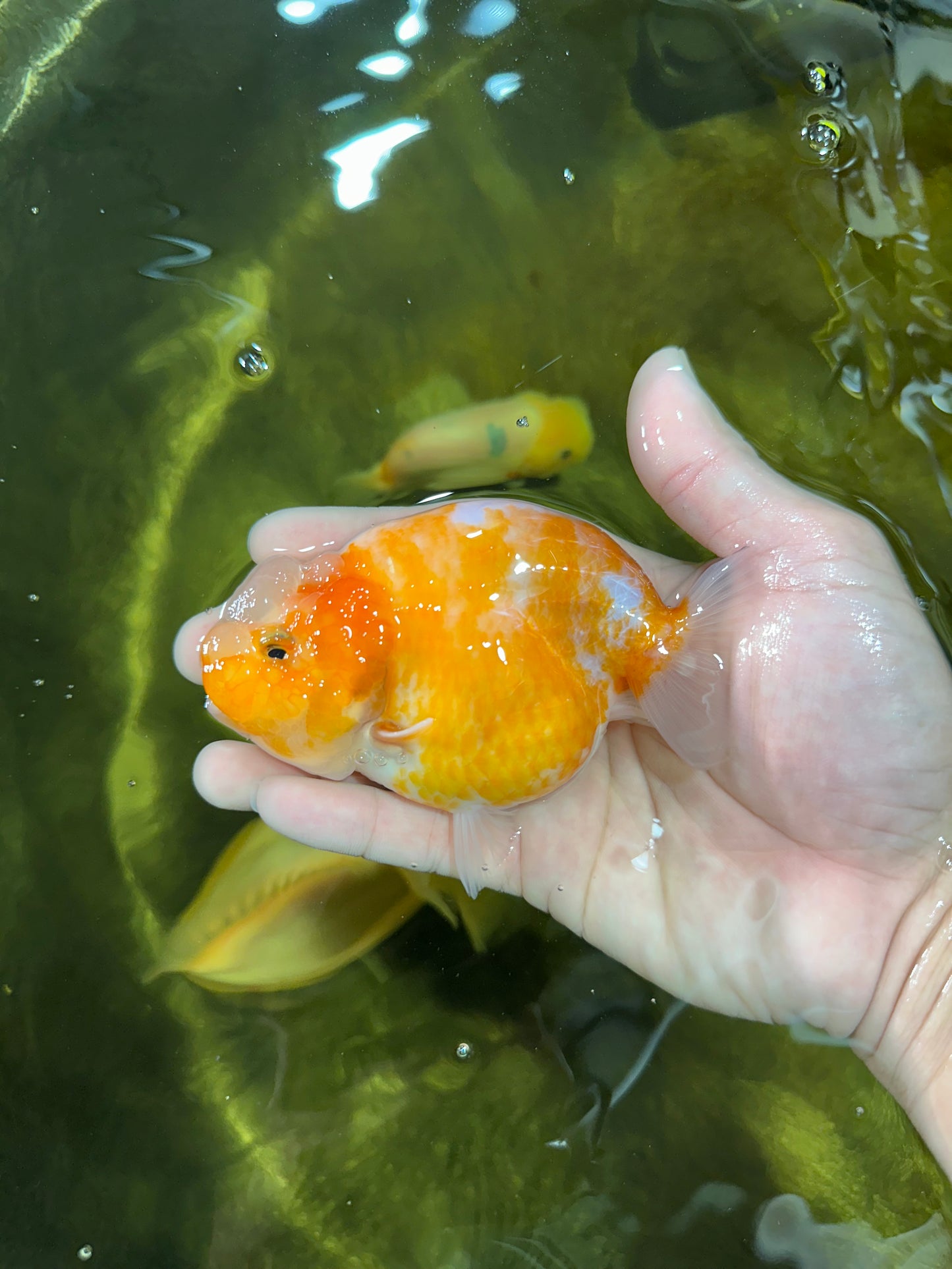 A Grade Sakura LionQueen 4-4.5 inches #050925LC_06