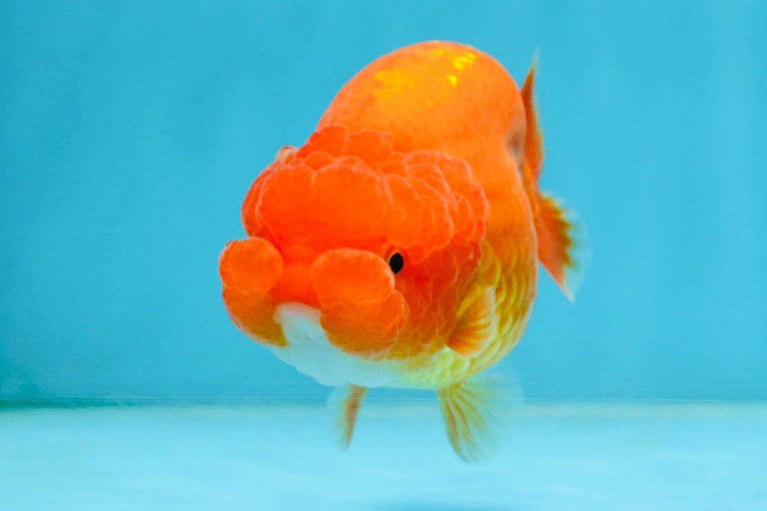 AAA Grade Young Red White LionQueen 4 inches #101025LC_04