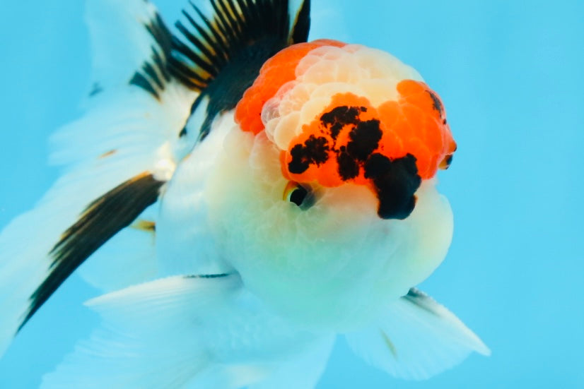 AAA Grade Tricolor Oranda Male 4.5 inches #0913OR_09