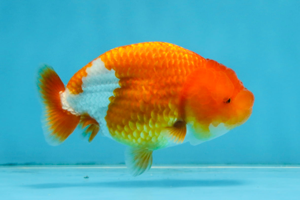 A Grade Red White LionQueen 4 inches #112825LC_06