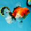 A Grade Sakura Oranda Female 6 inches #060625OR_29